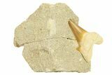 Otodus Shark Tooth Fossil in Rock - Morocco #292023-1